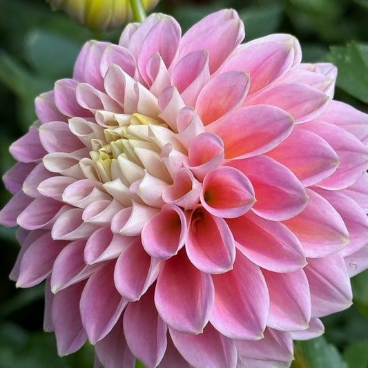 Sugartown  Sunrise Dahlia