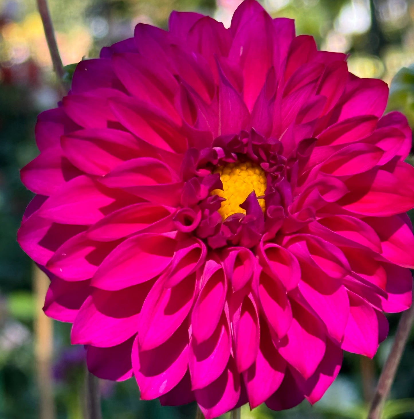 GG’s Calinda Dahlia