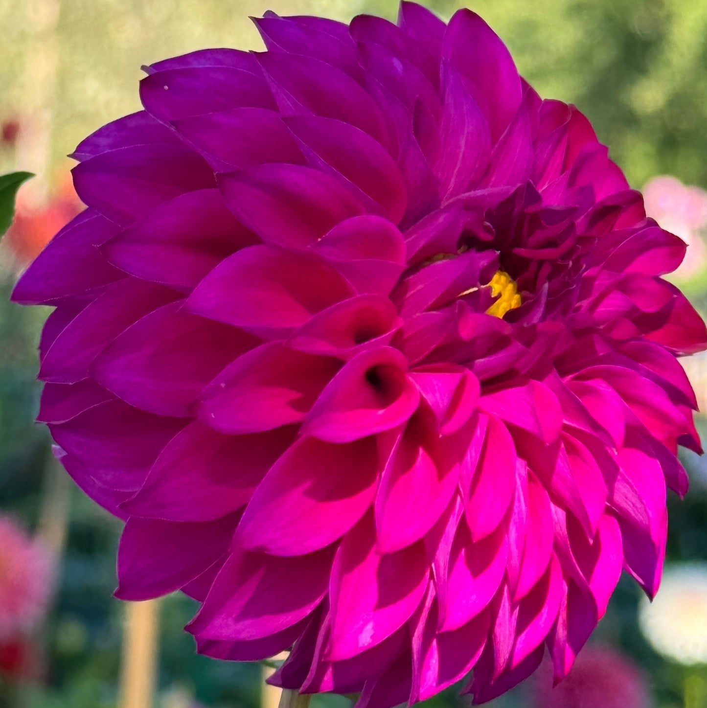 GG’s Calinda Dahlia