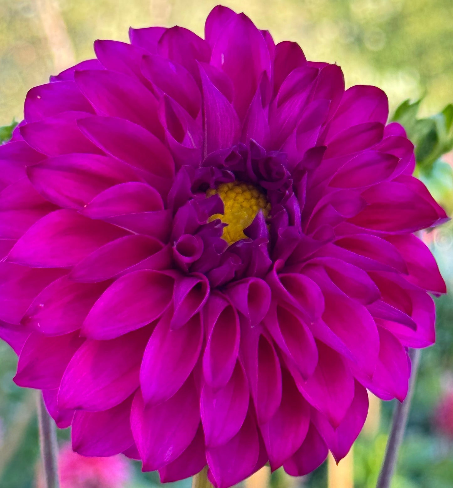 GG’s Calinda Dahlia