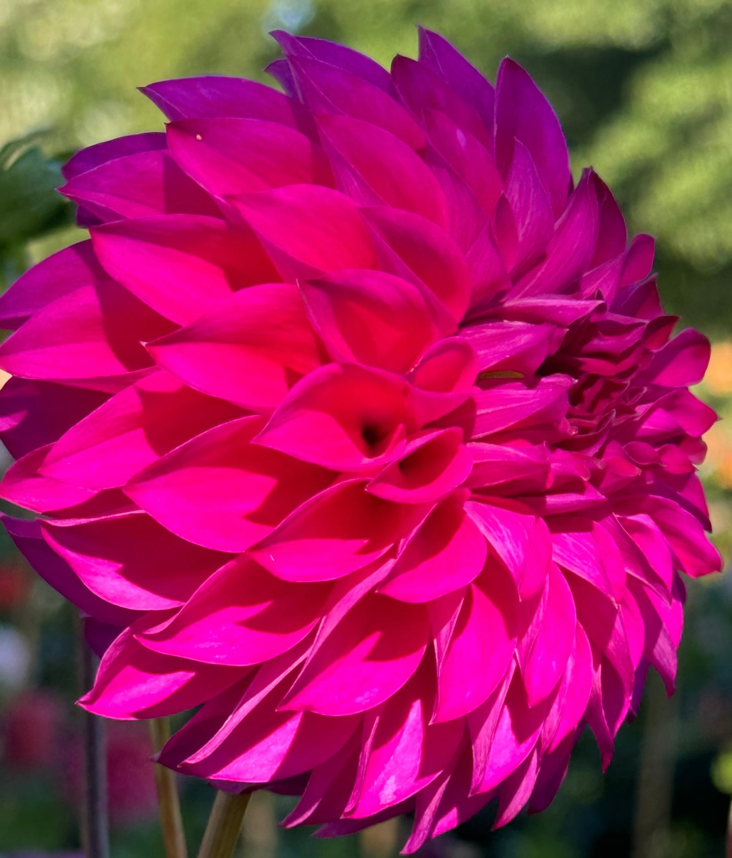 GG’s Calinda Dahlia