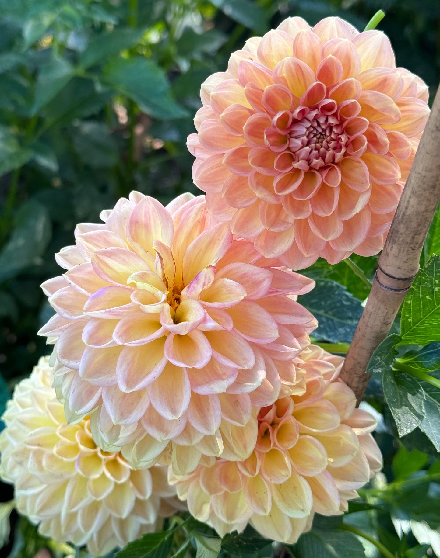 Lark’s Ebbe  Dahlia