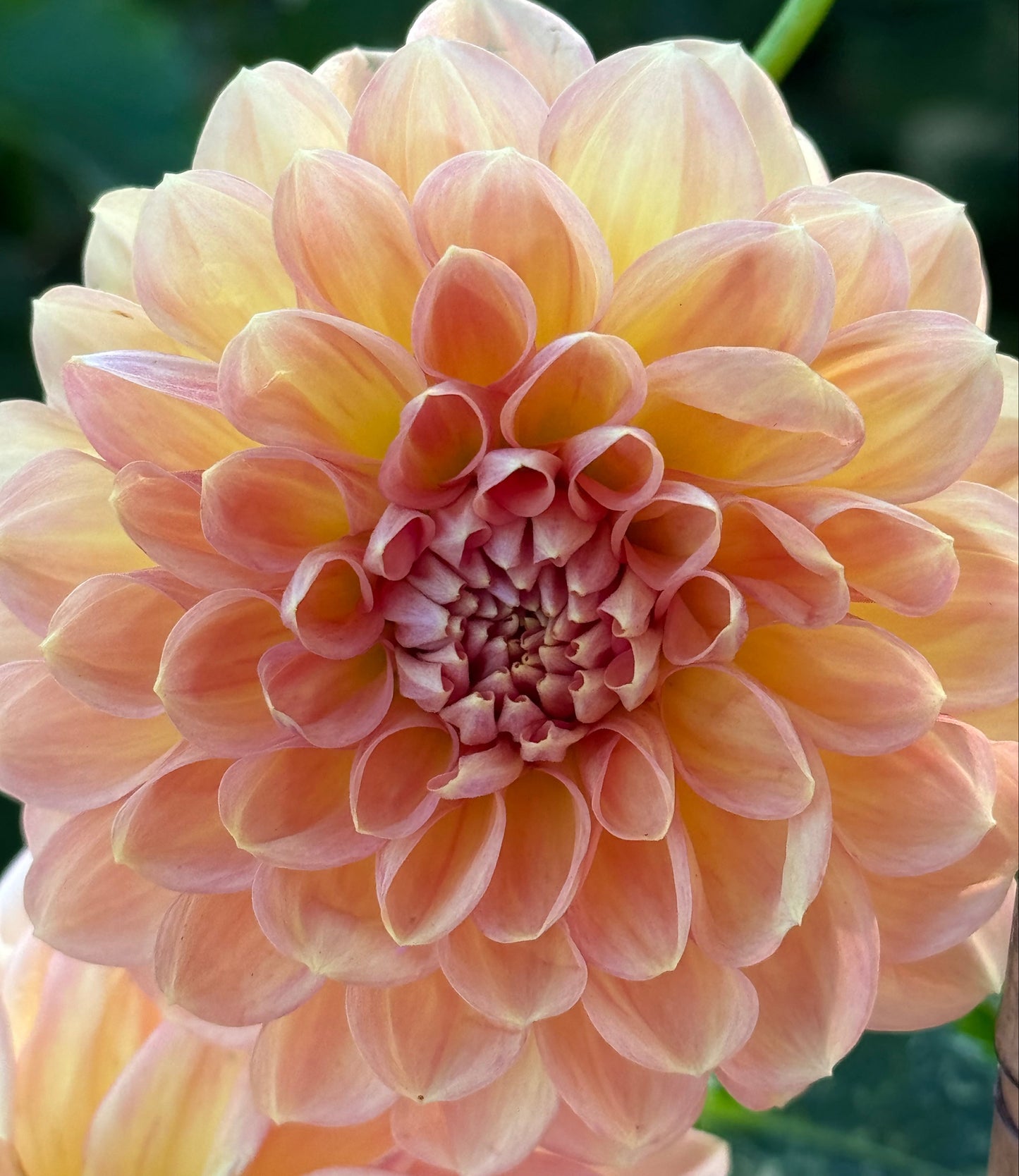 Lark’s Ebbe  Dahlia