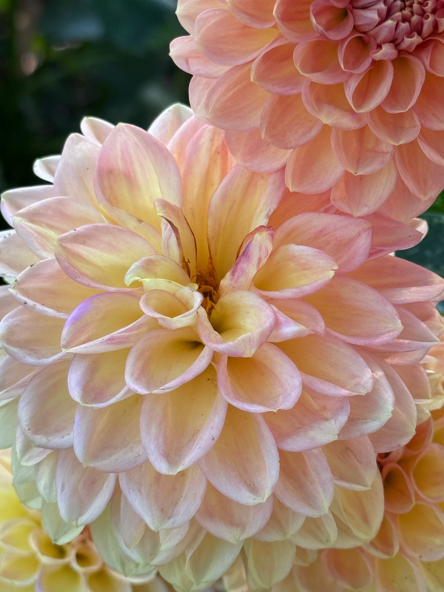 Lark’s Ebbe  Dahlia