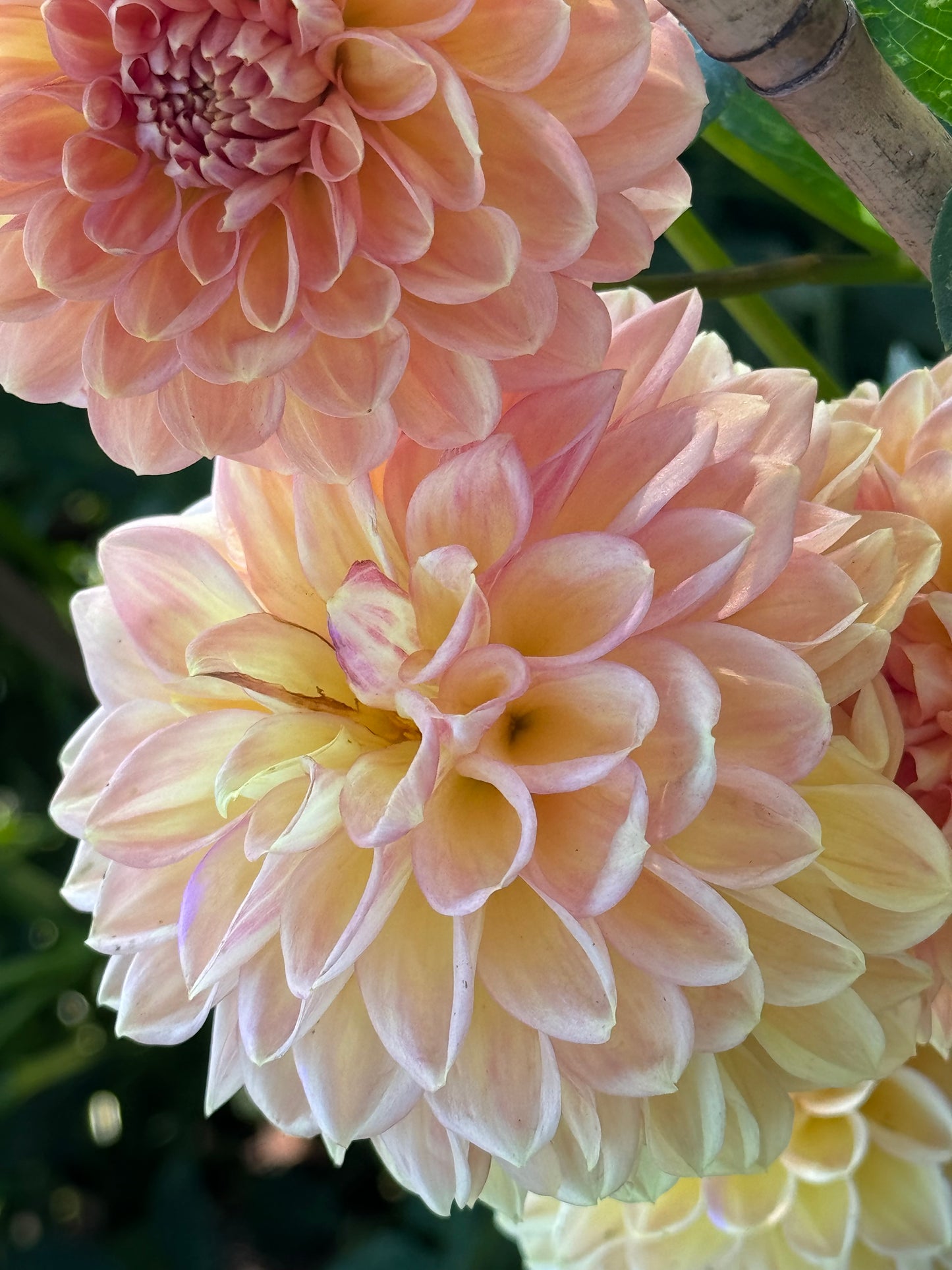 Lark’s Ebbe  Dahlia