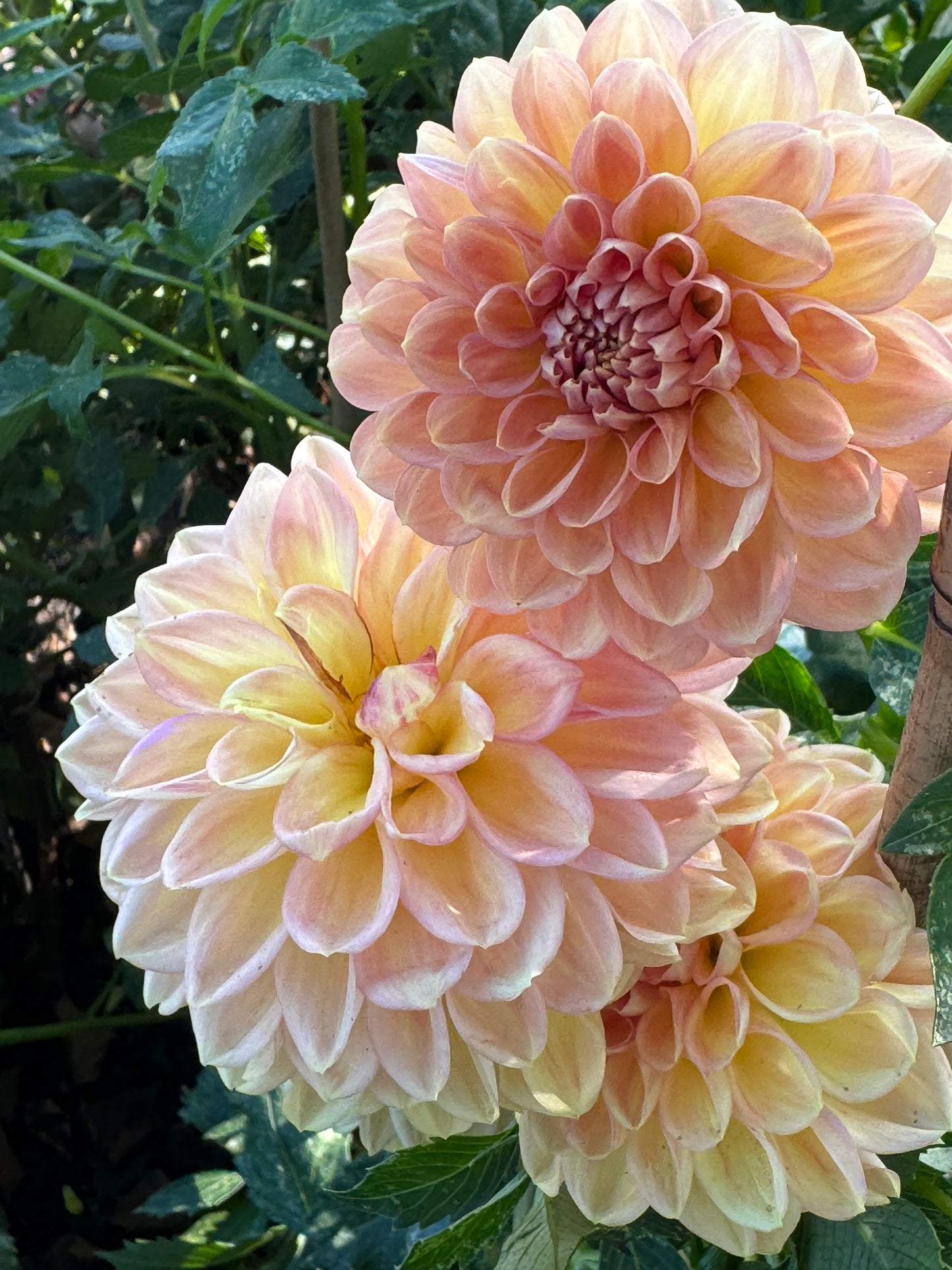 Lark’s Ebbe  Dahlia