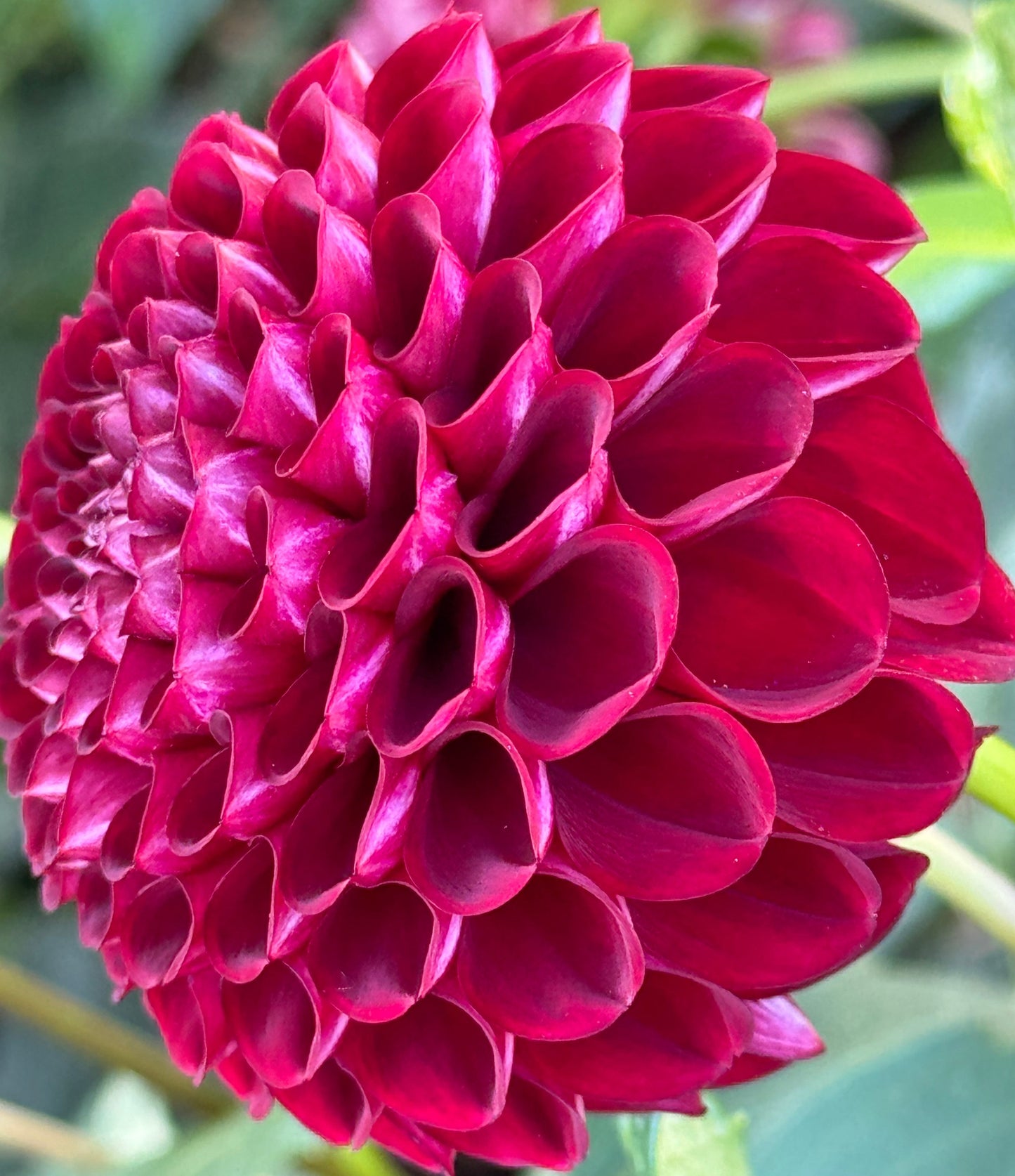 Bloomquist Crave Dahlia