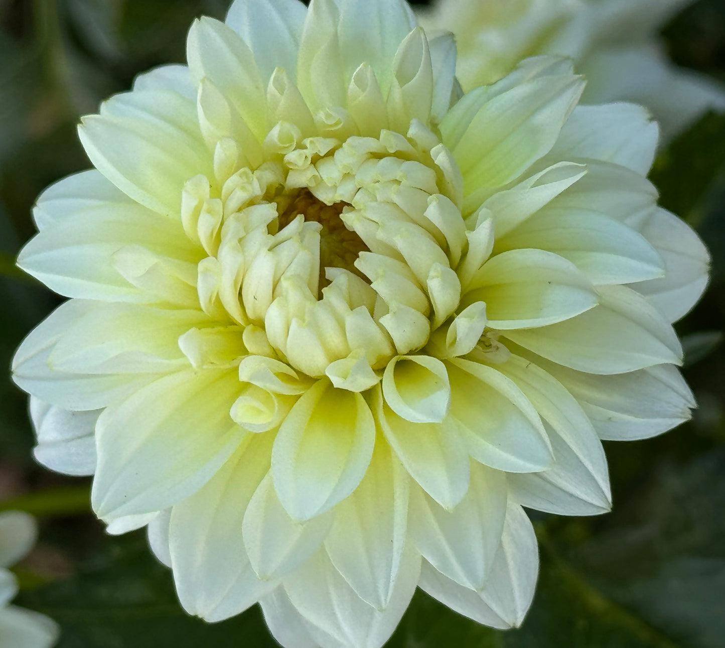 Parakeet Dahlia