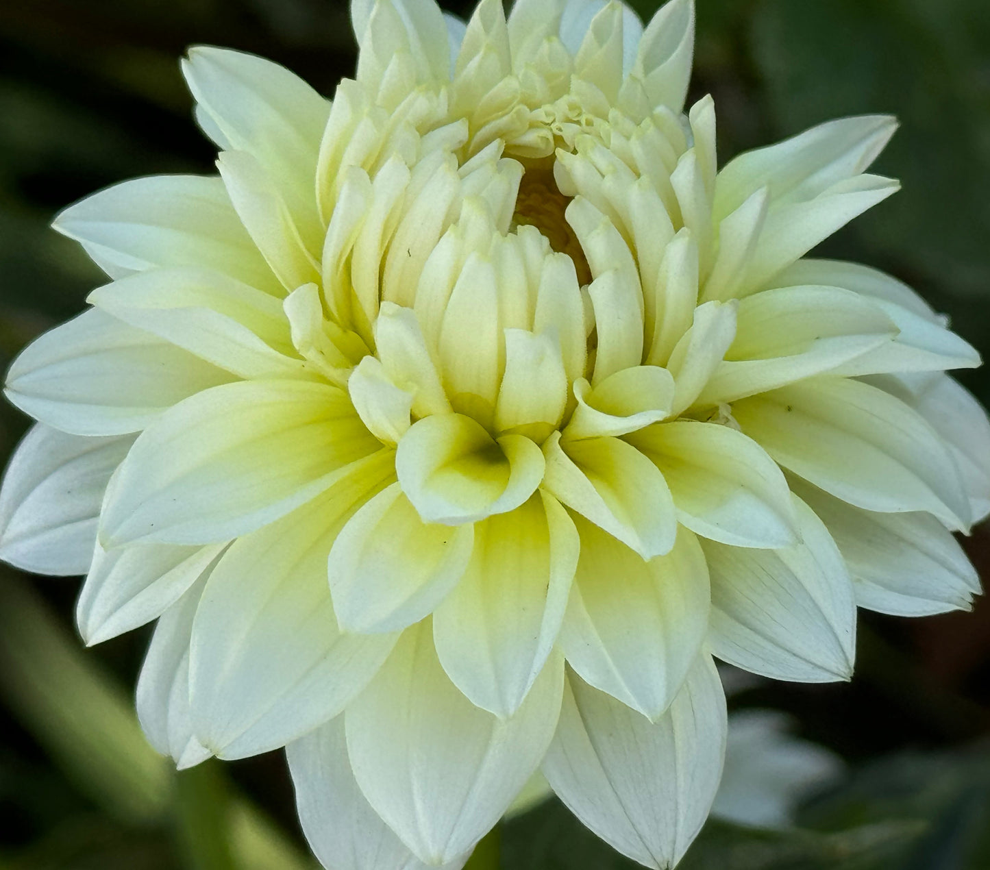 Parakeet Dahlia