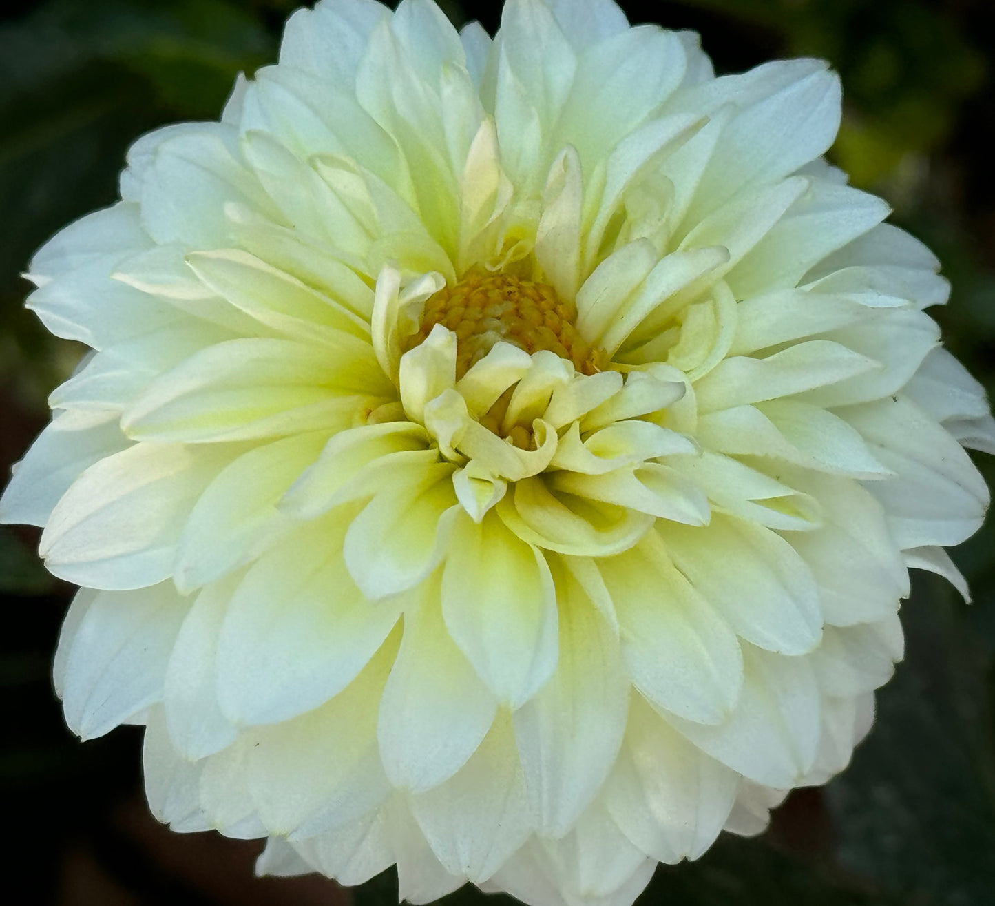 Parakeet Dahlia