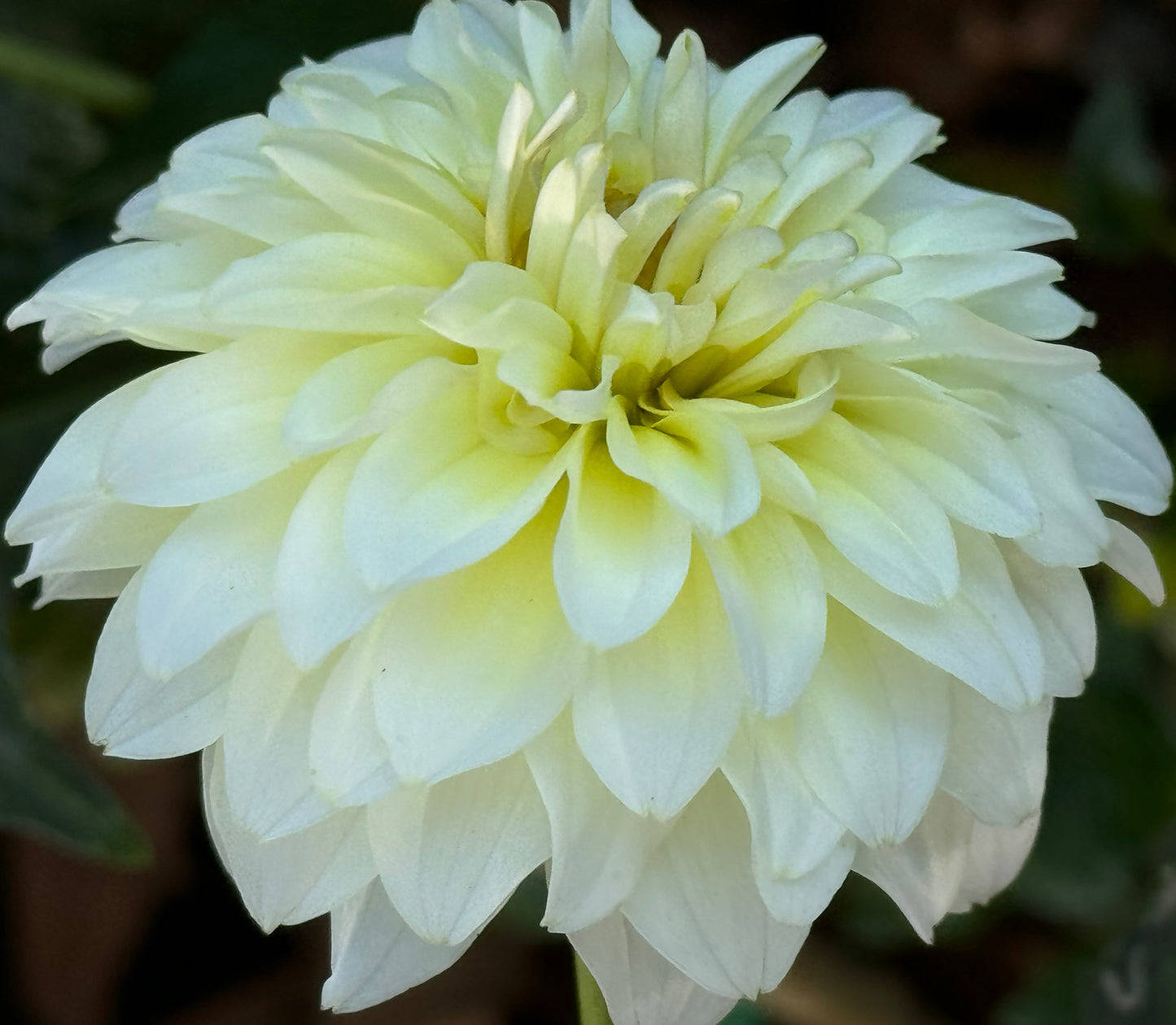 Parakeet Dahlia