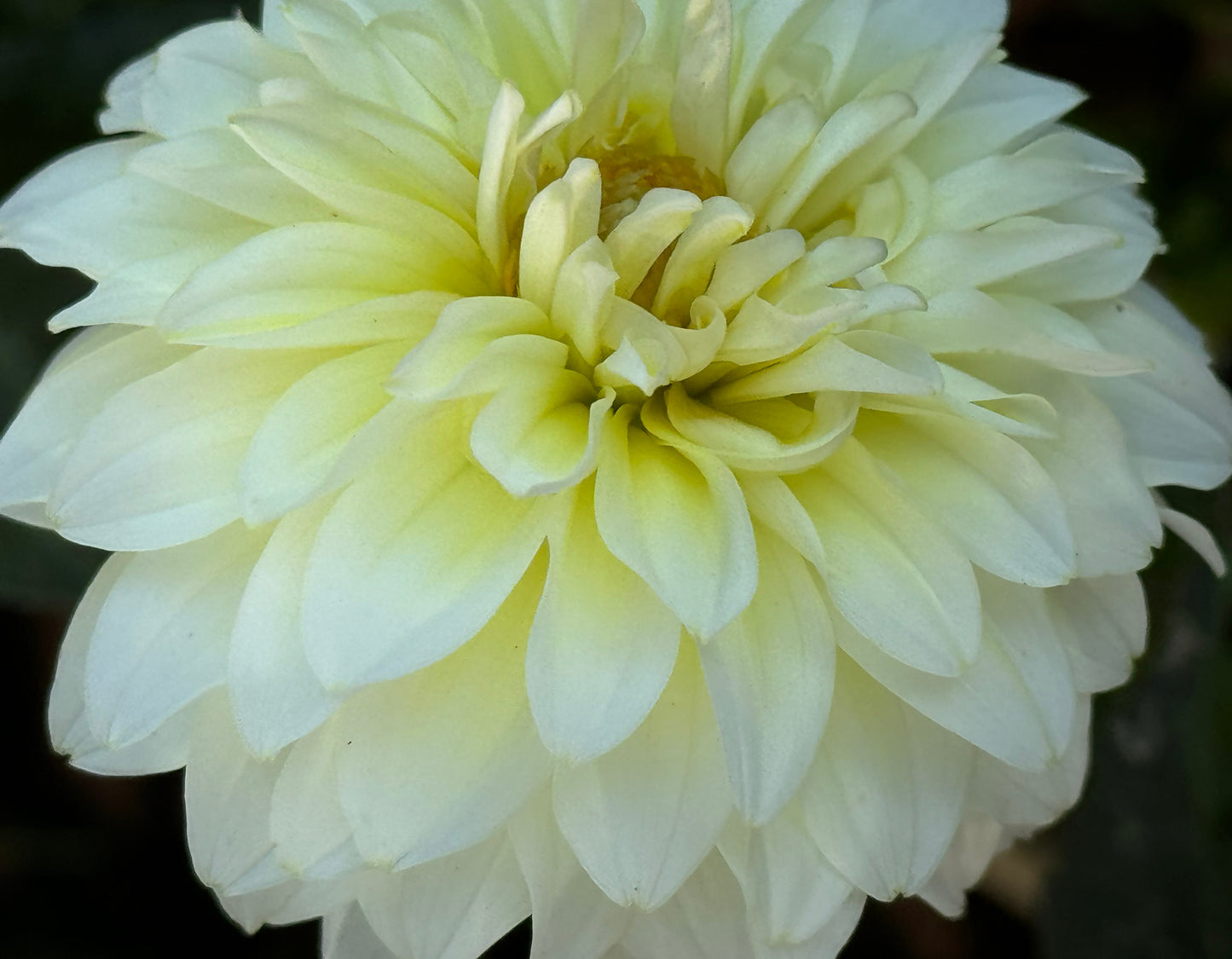 Parakeet Dahlia