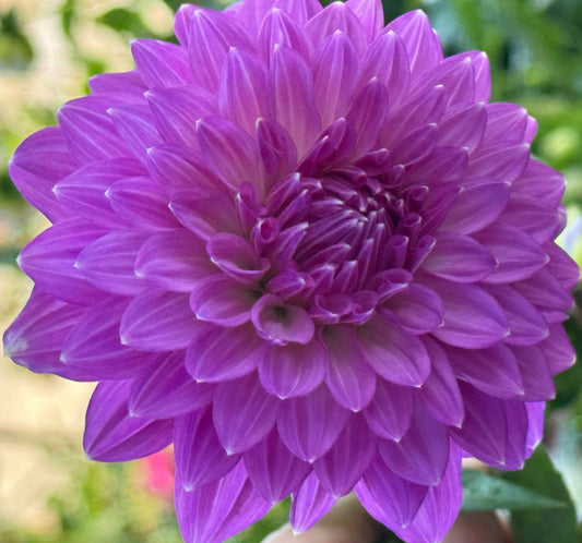 Bloomquist Clear Delight Dahlia