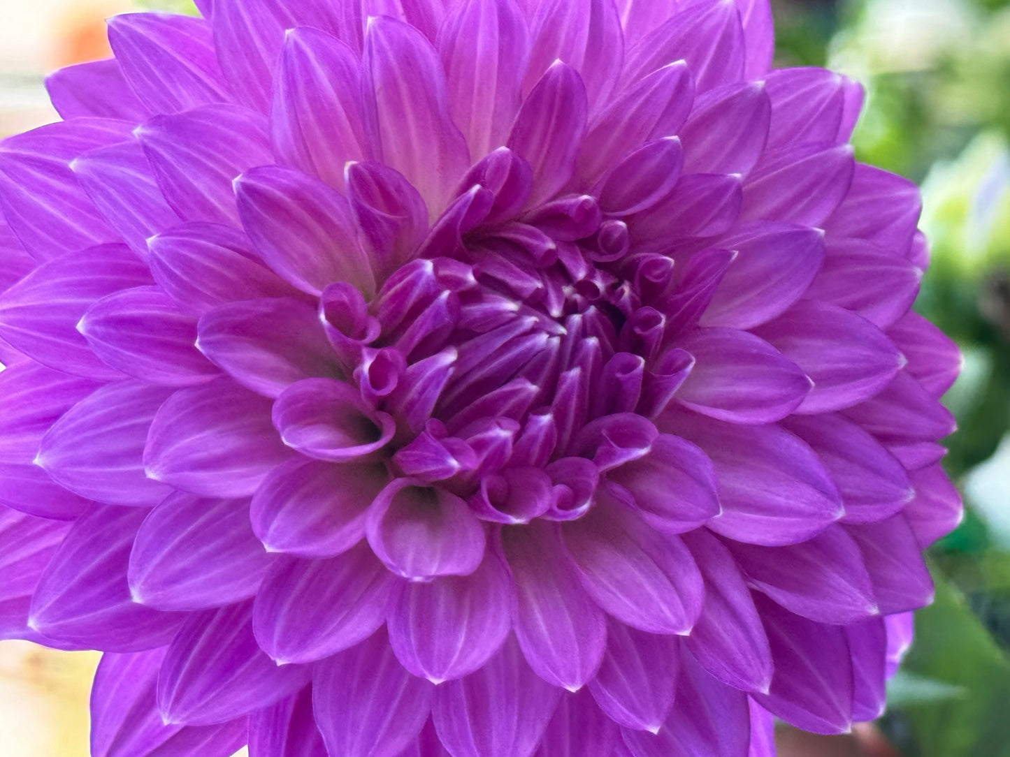Bloomquist Clear Delight Dahlia