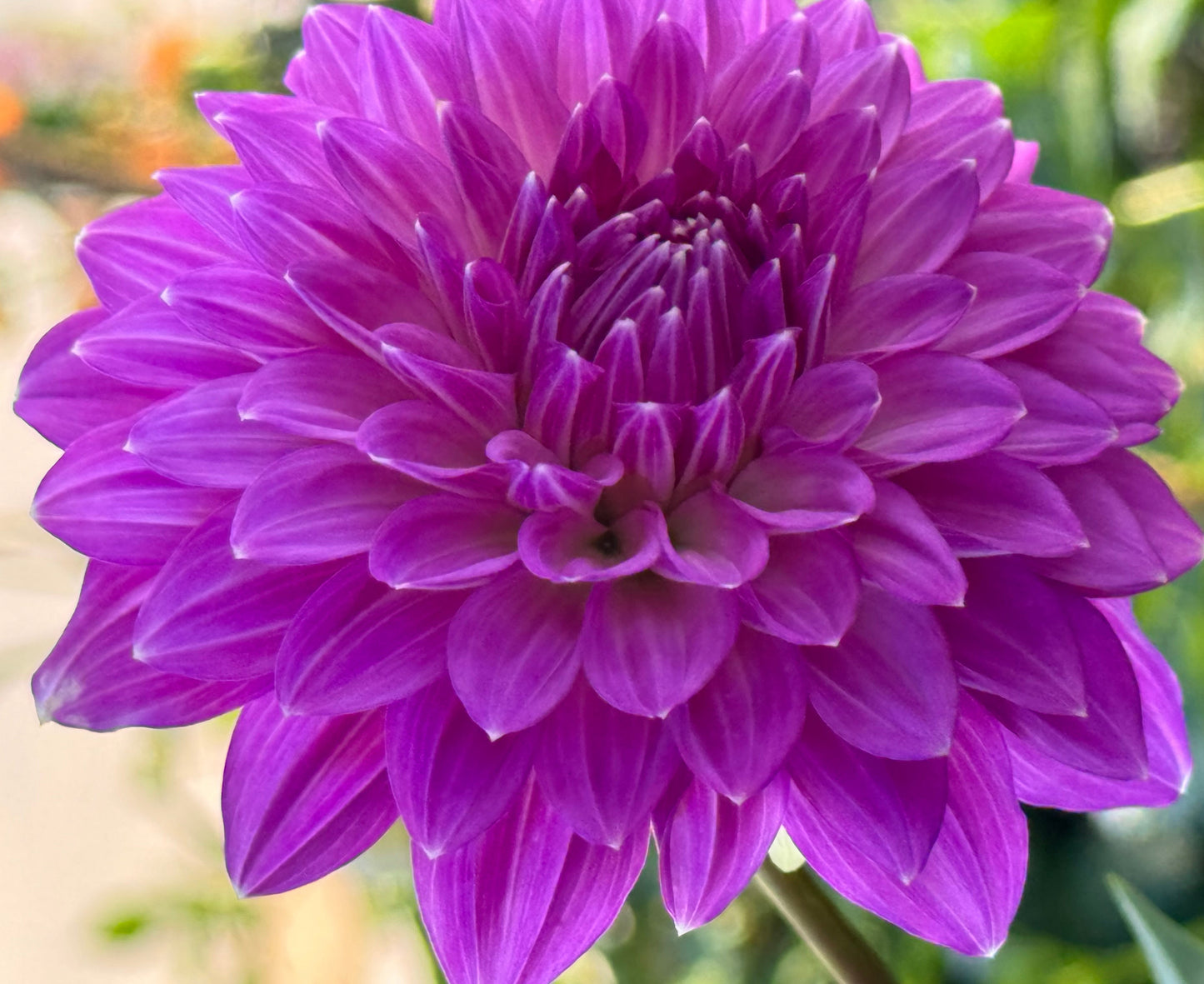 Bloomquist Clear Delight Dahlia