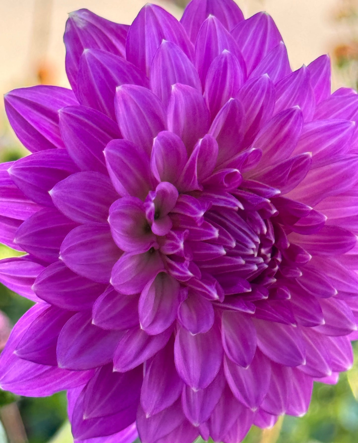 Bloomquist Clear Delight Dahlia