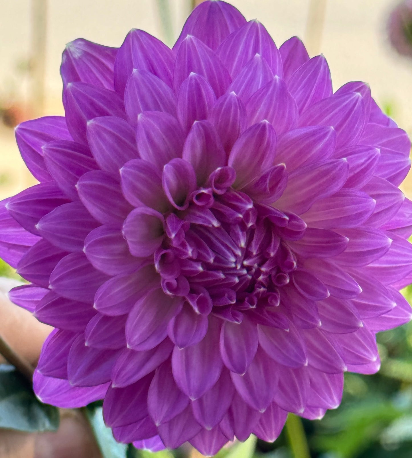 Bloomquist Clear Delight Dahlia