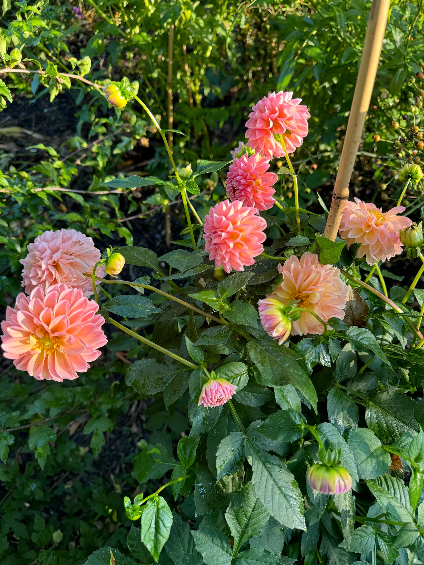 Linda’s Baby Dahlia