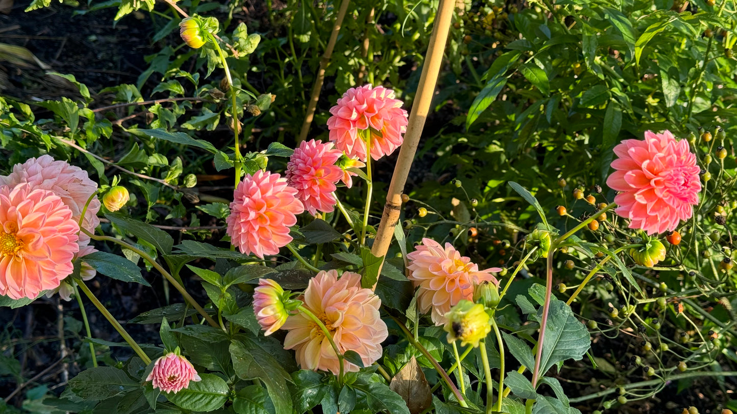 Linda’s Baby Dahlia