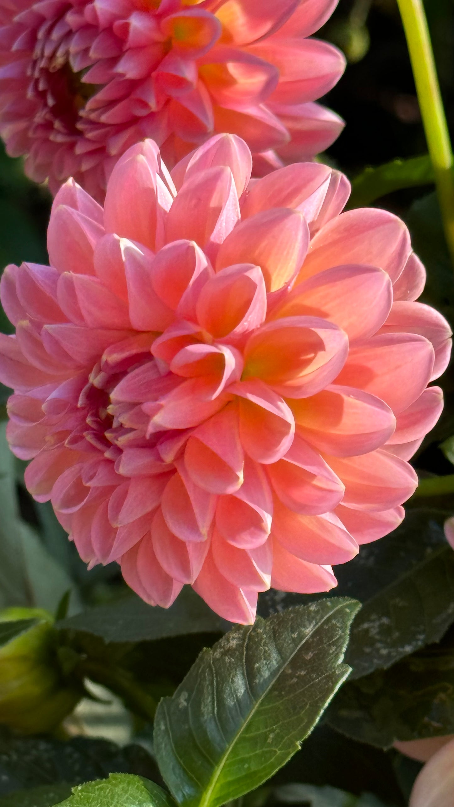 Linda’s Baby Dahlia