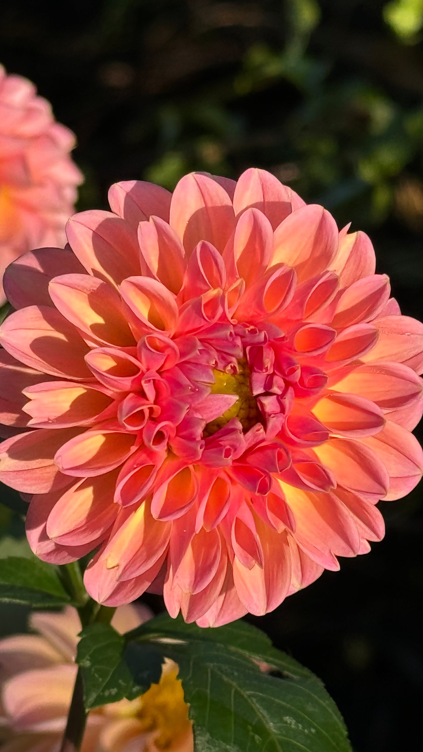 Linda’s Baby Dahlia