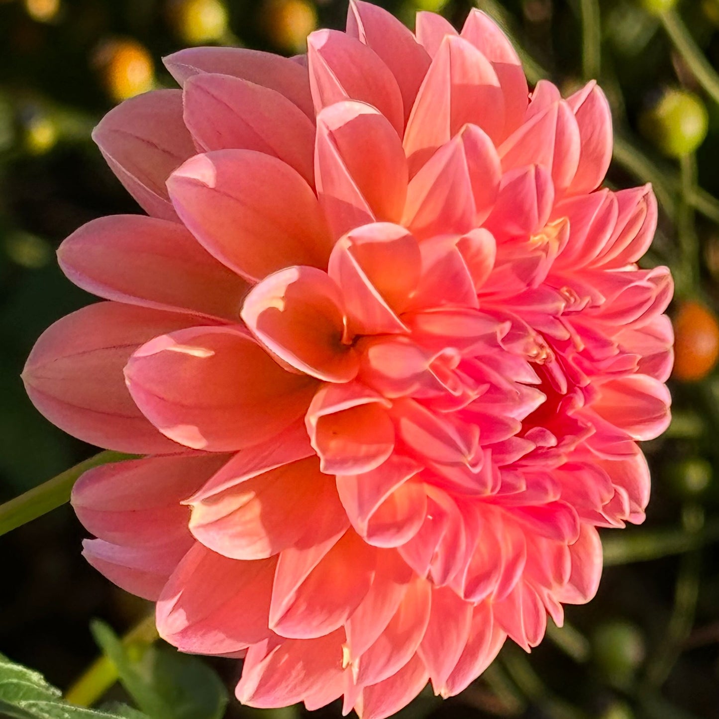 Linda’s Baby Dahlia