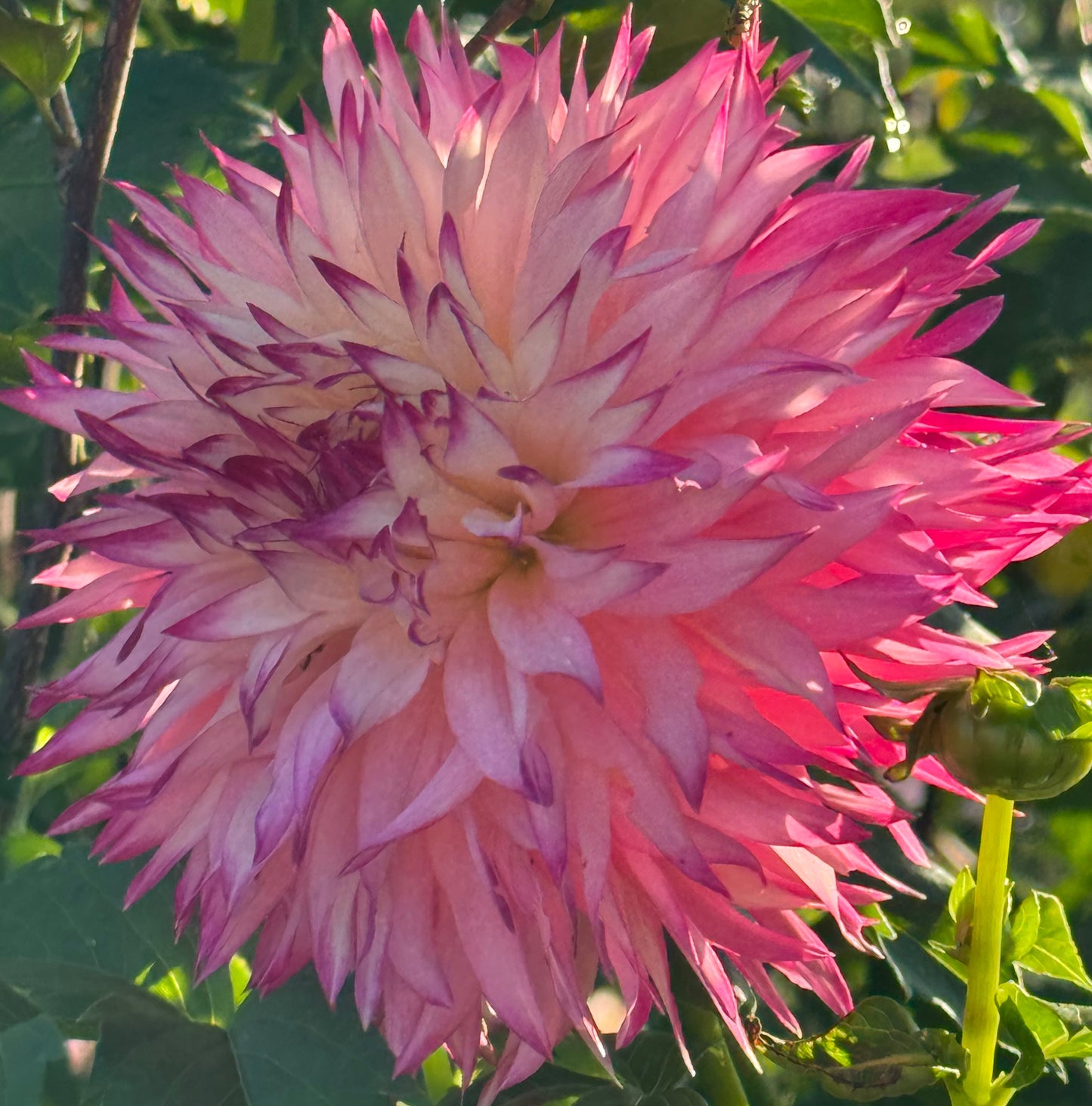 Pineland Princess  Dahlia