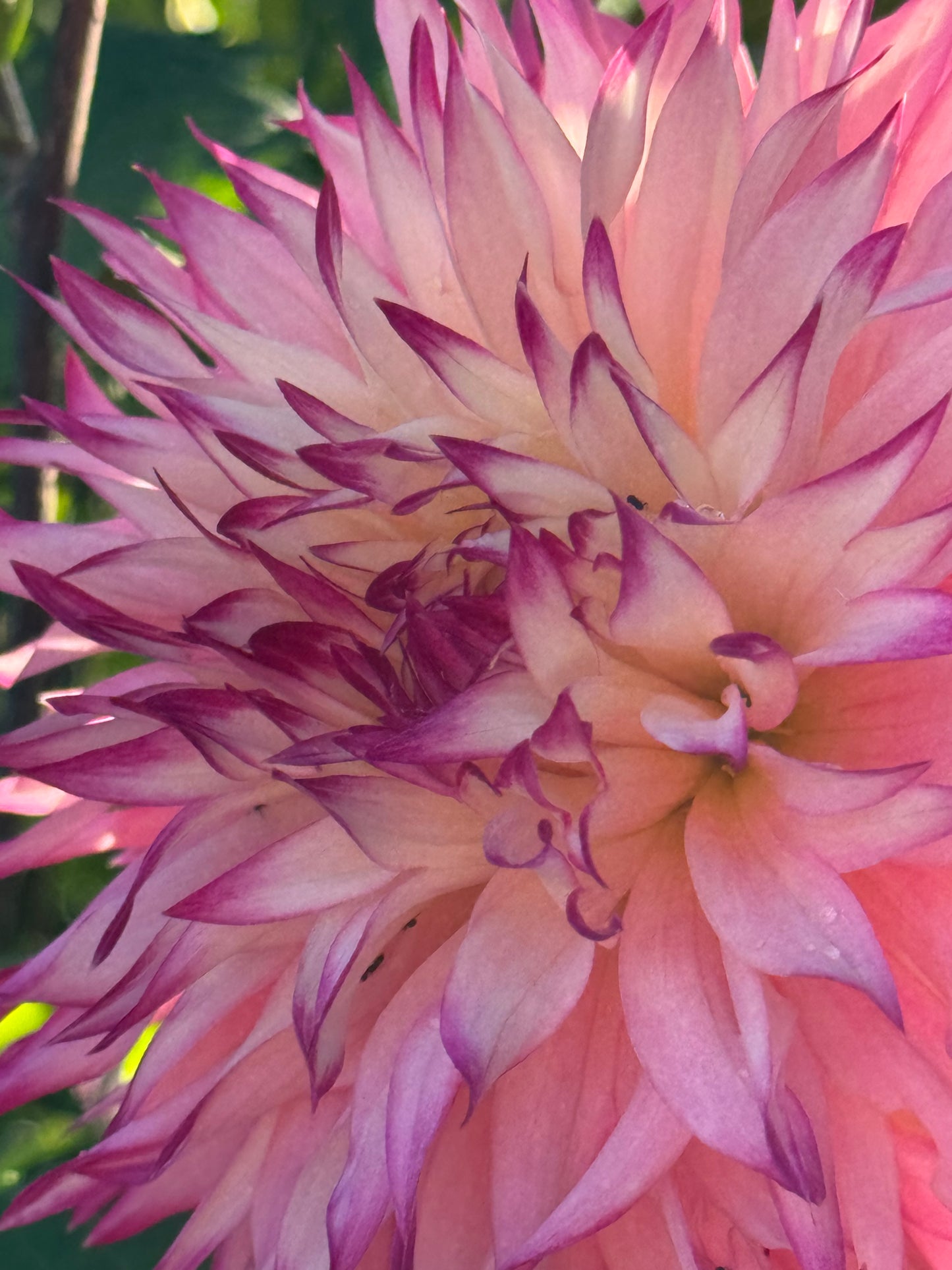 Pineland Princess  Dahlia