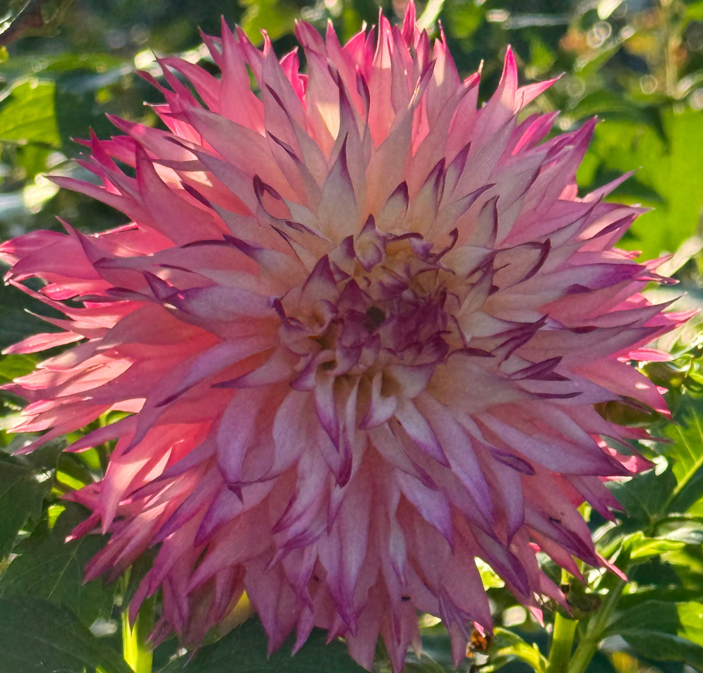 Pineland Princess  Dahlia