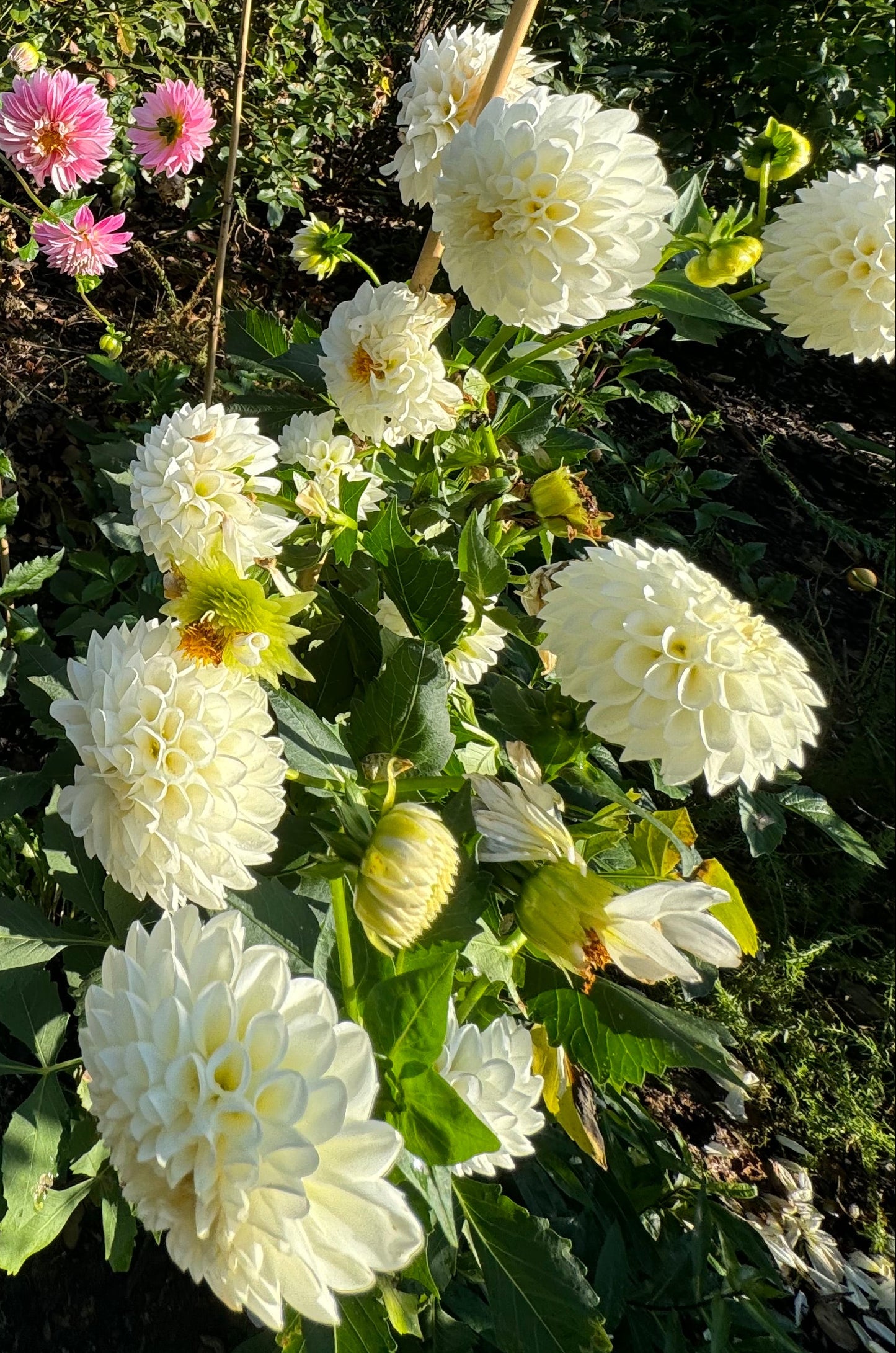 Orsett Beauty Dahlia