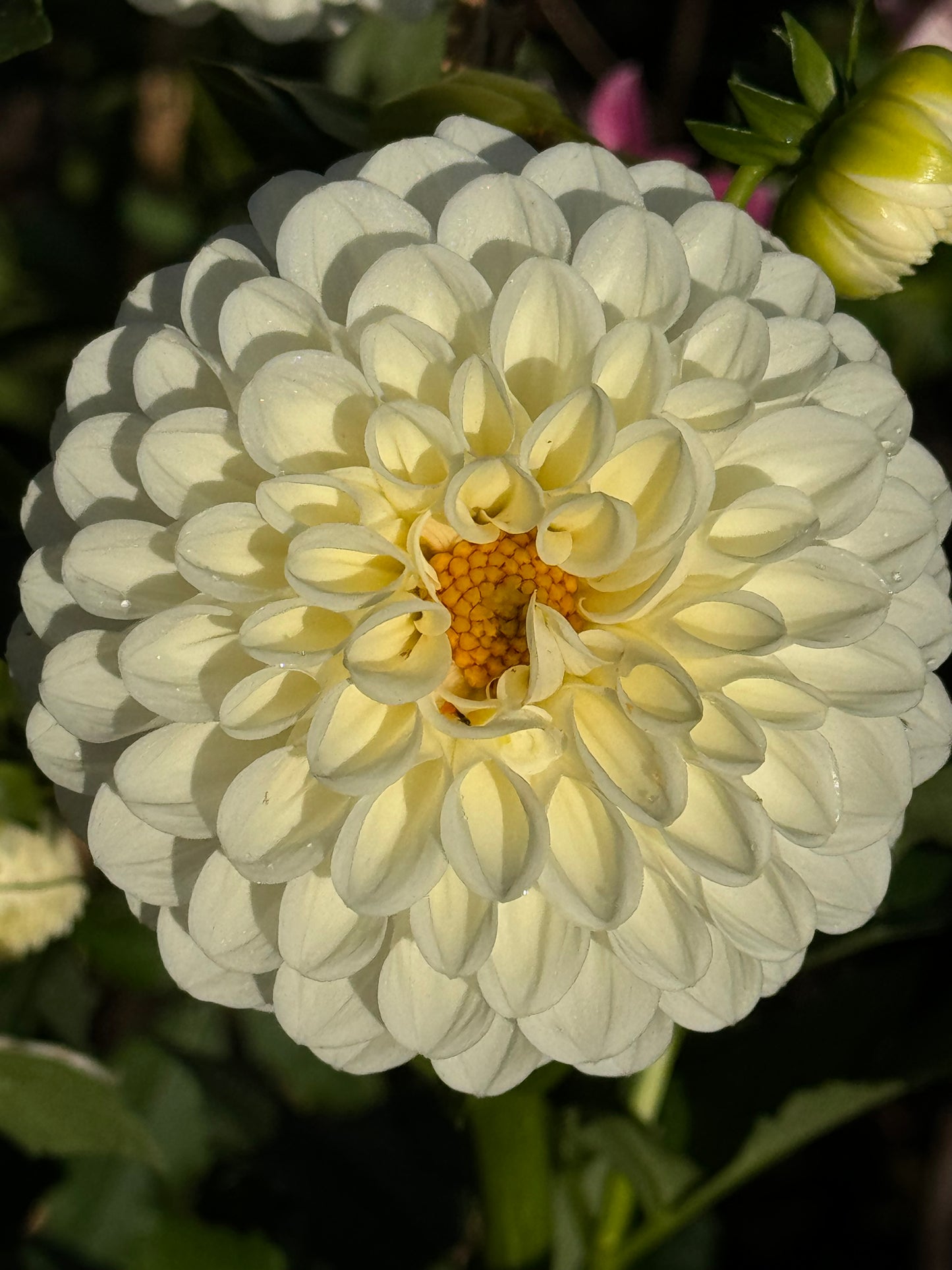 Orsett Beauty Dahlia