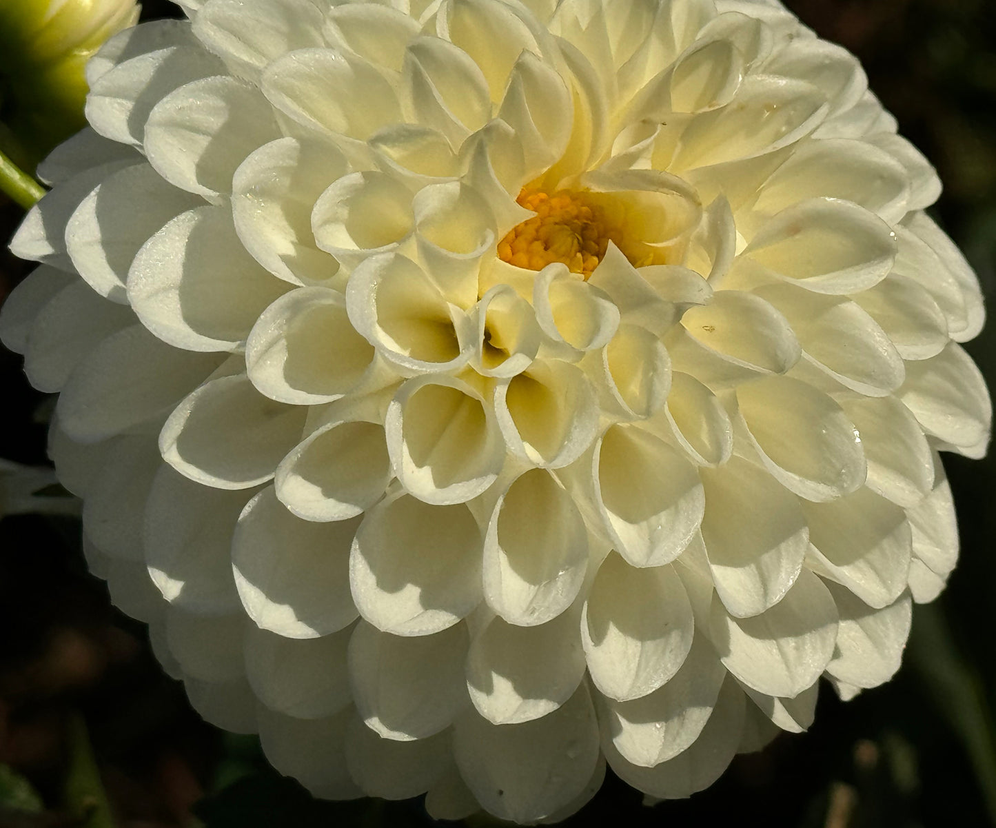 Orsett Beauty Dahlia