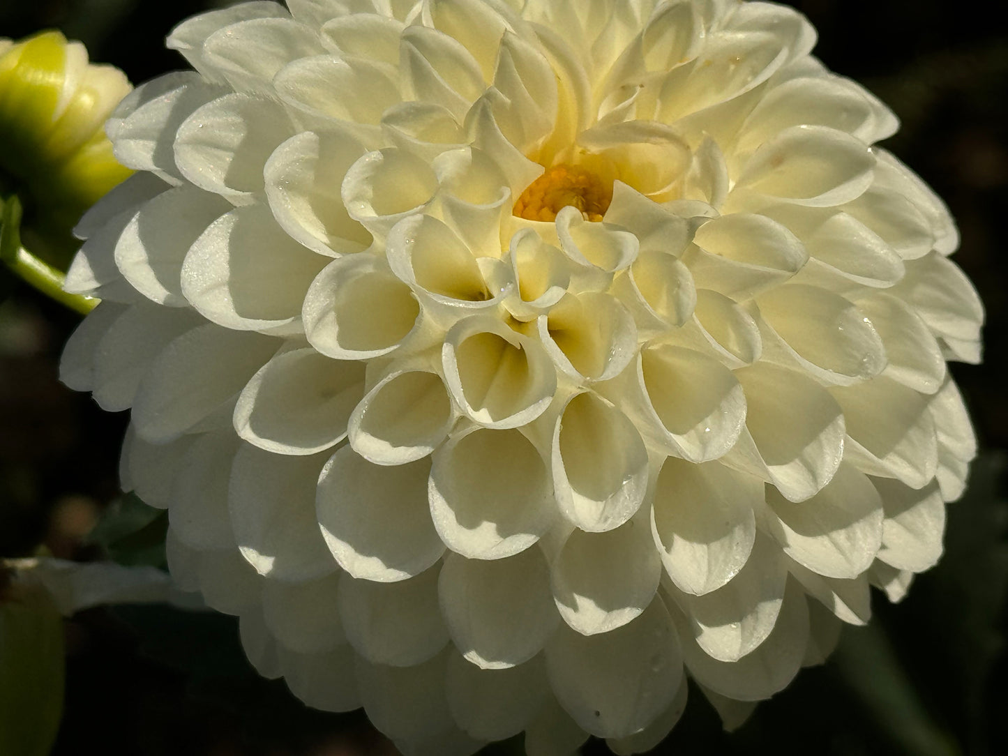 Orsett Beauty Dahlia