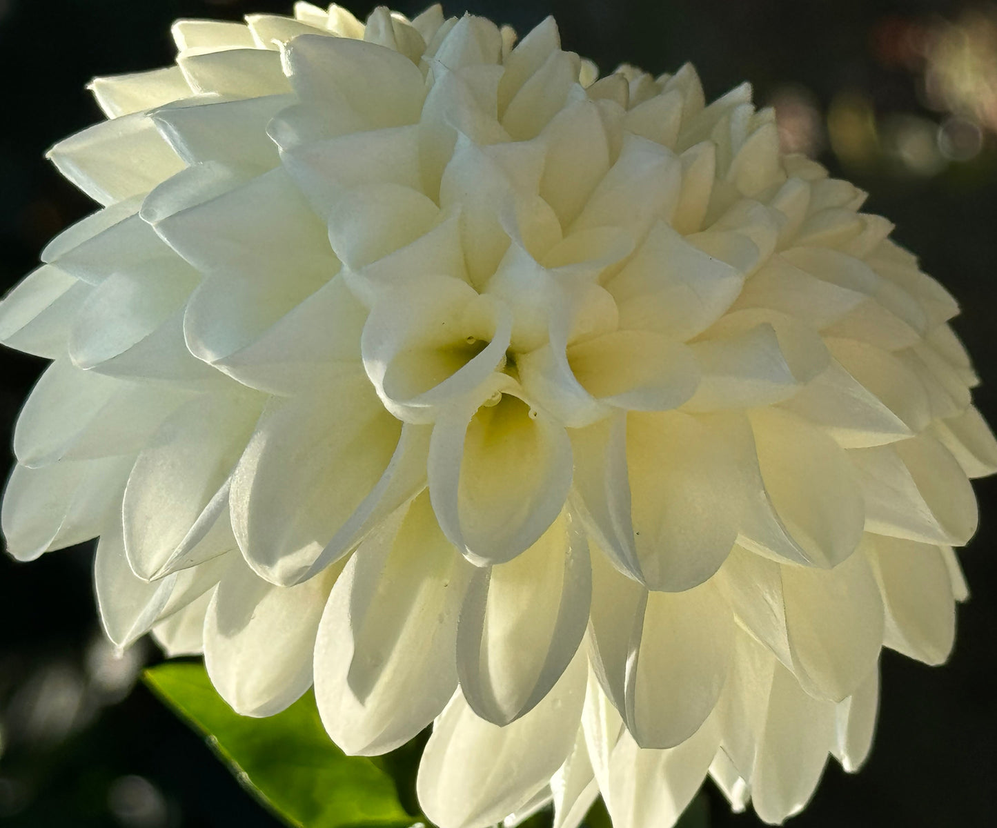 Orsett Beauty Dahlia