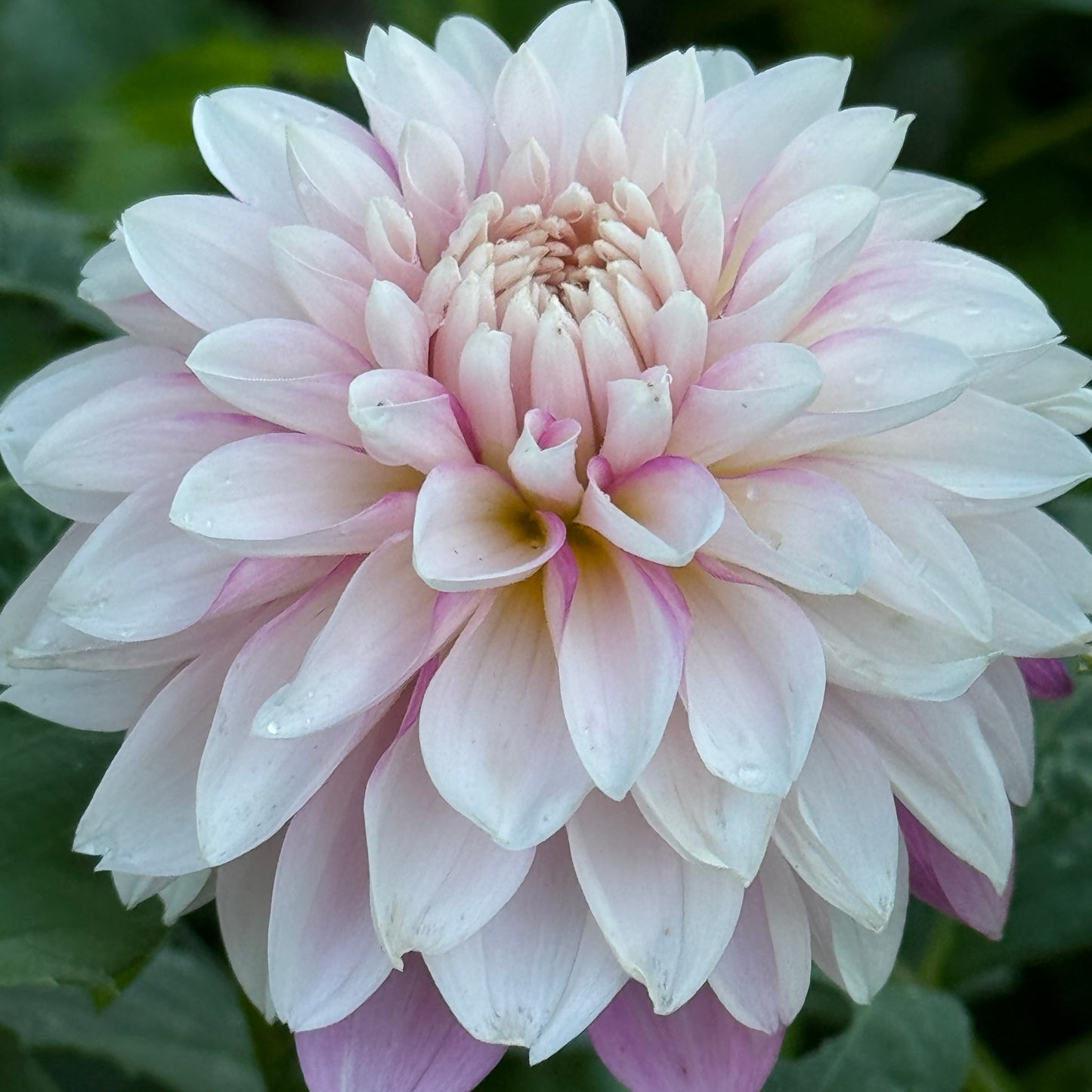 Budapest Blush Dahlia