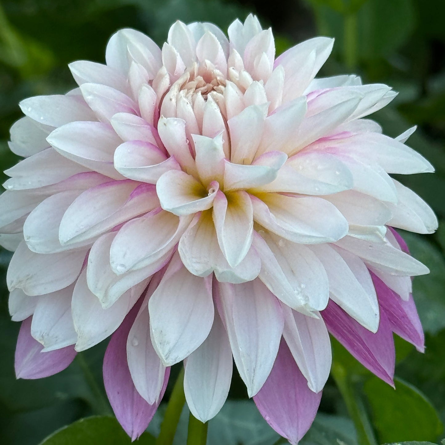 Budapest Blush Dahlia