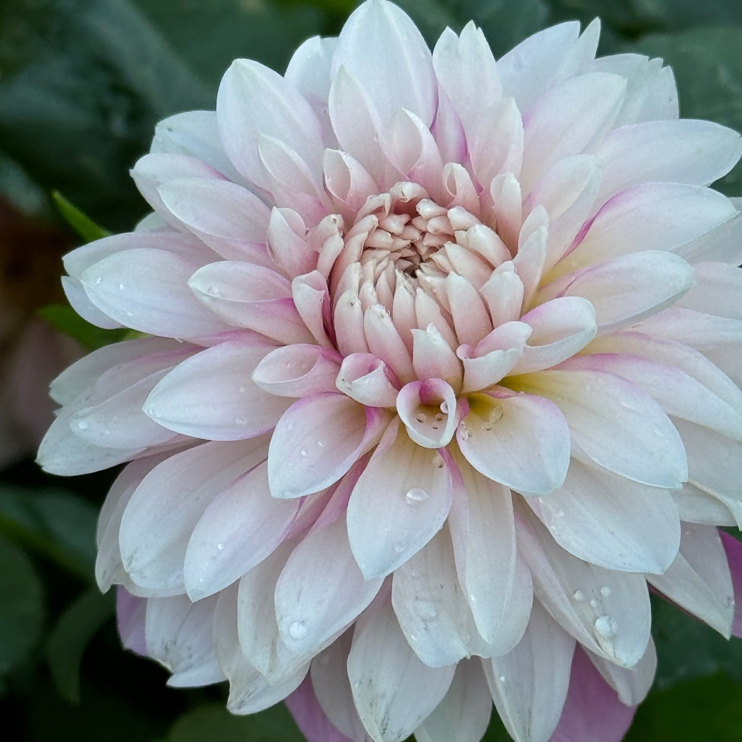 Budapest Blush Dahlia