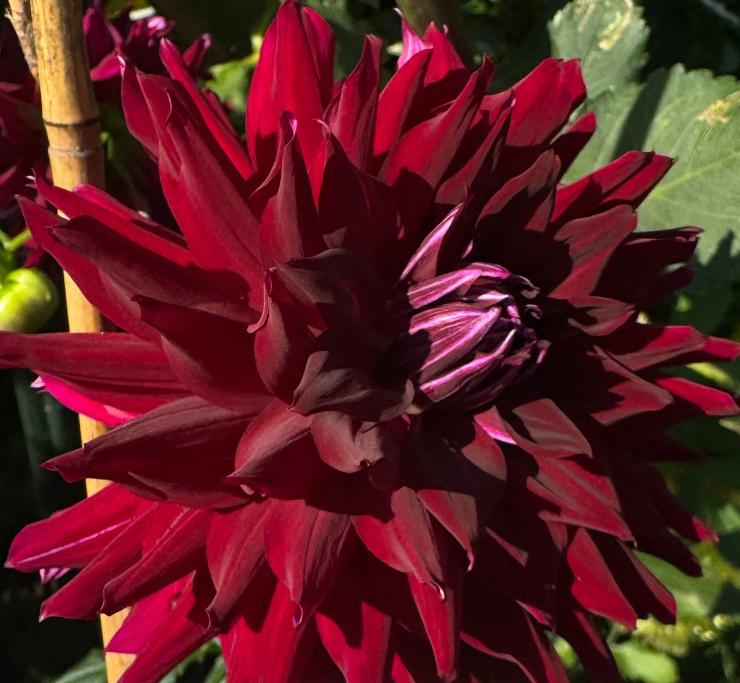 Ripples Dahlia