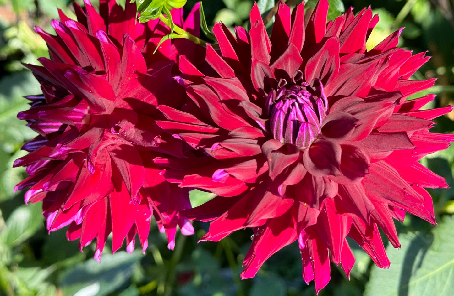 Ripples Dahlia