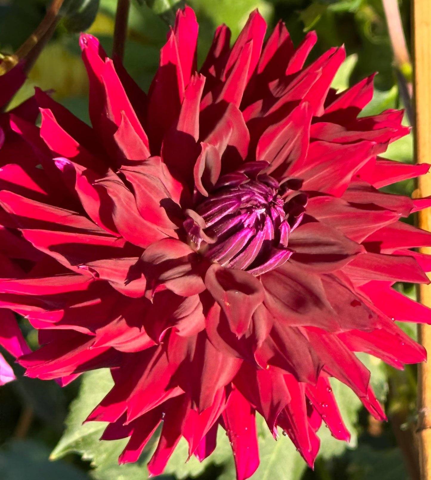 Ripples Dahlia