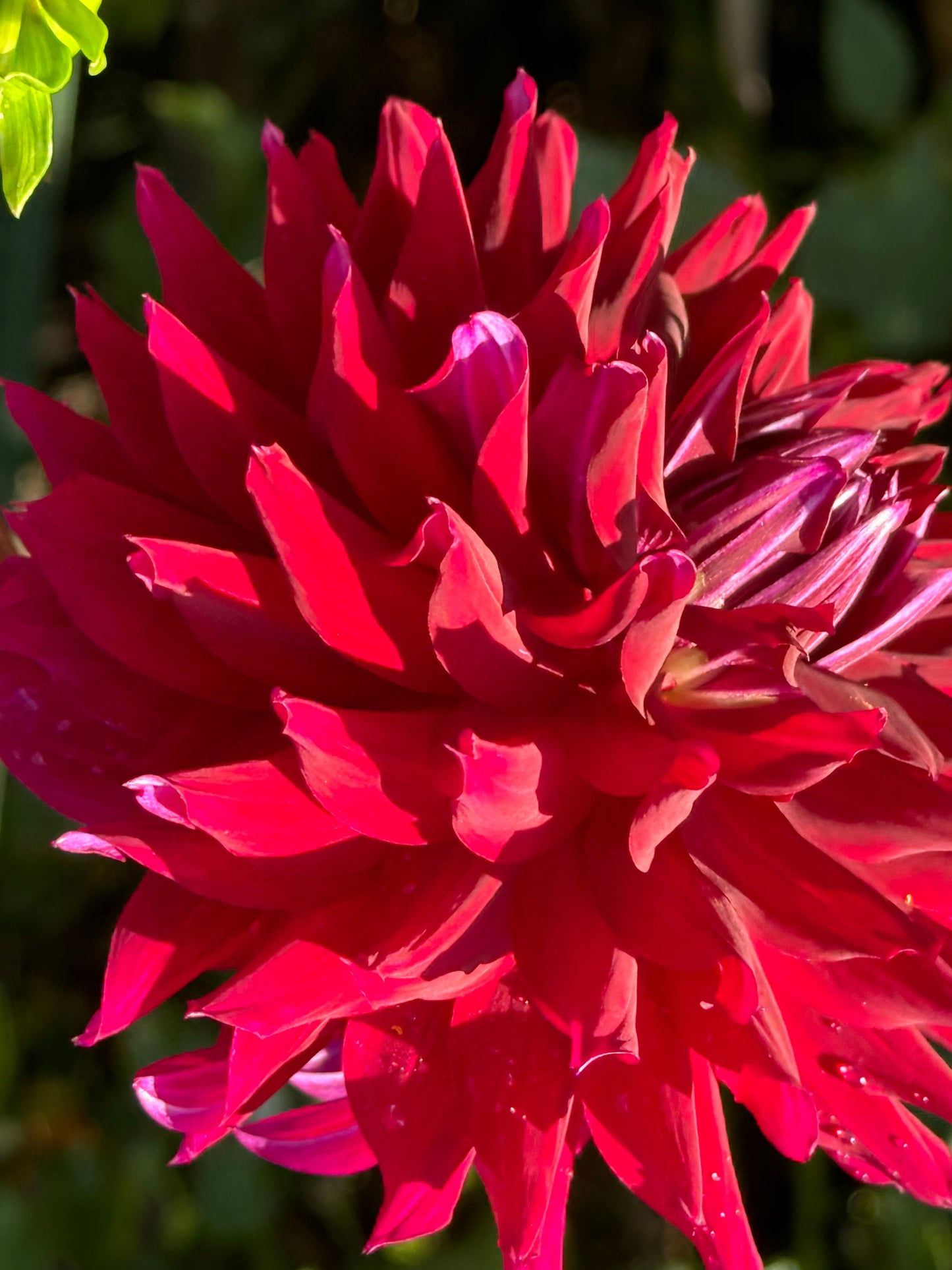 Ripples Dahlia