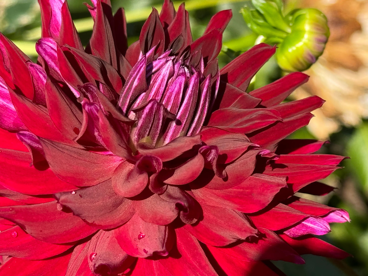 Ripples Dahlia