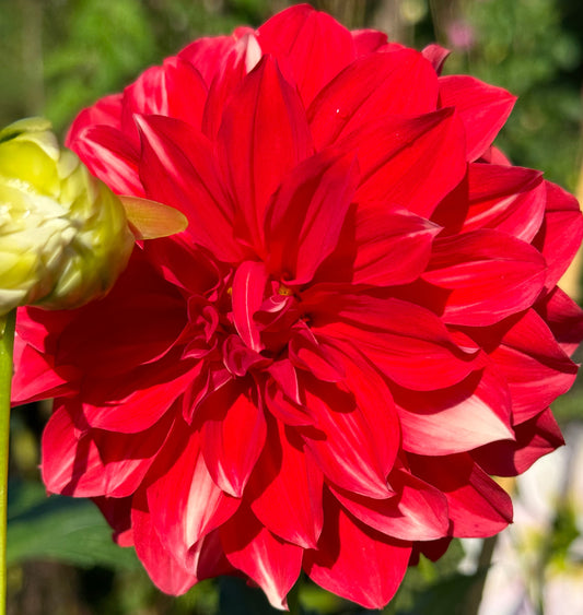 Cisco Dahlia