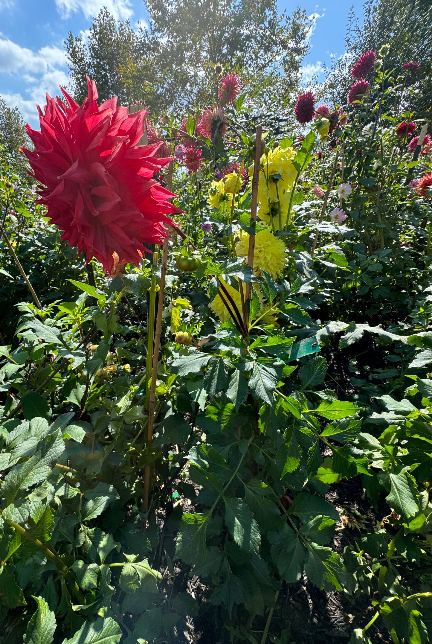 Kenora Wildfire Dahlia