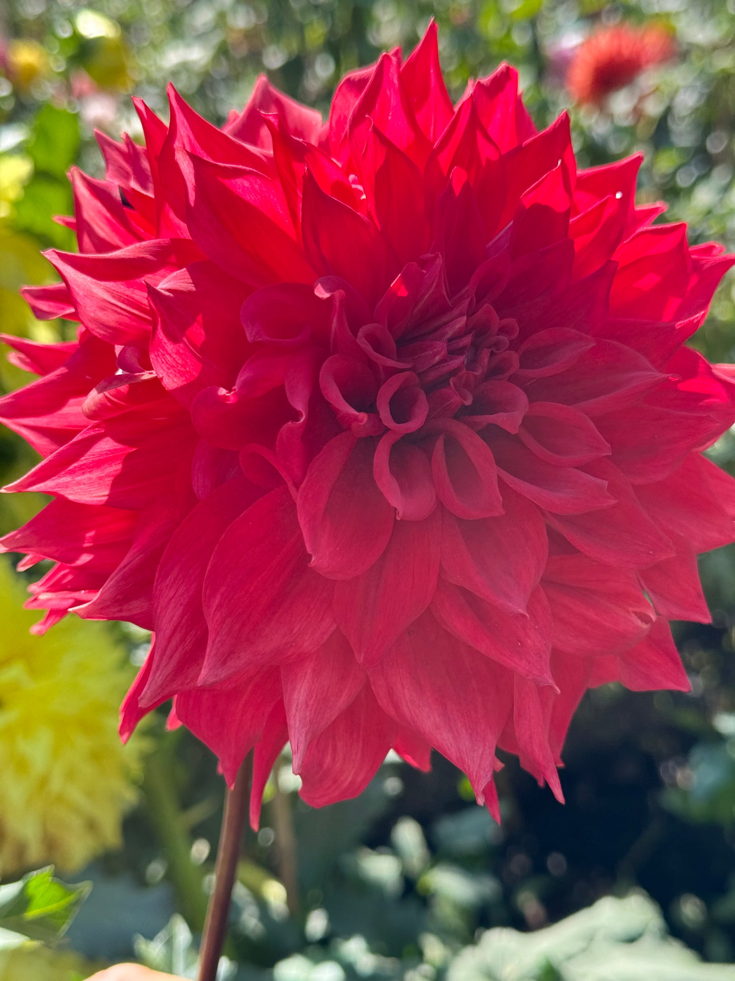 Kenora Wildfire Dahlia