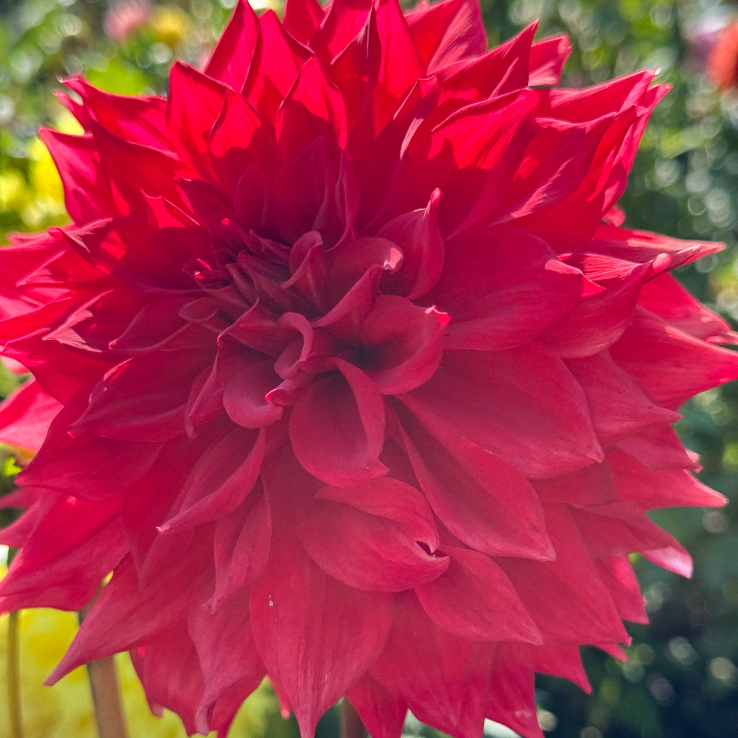 Bloomquist Compelling Dahlia