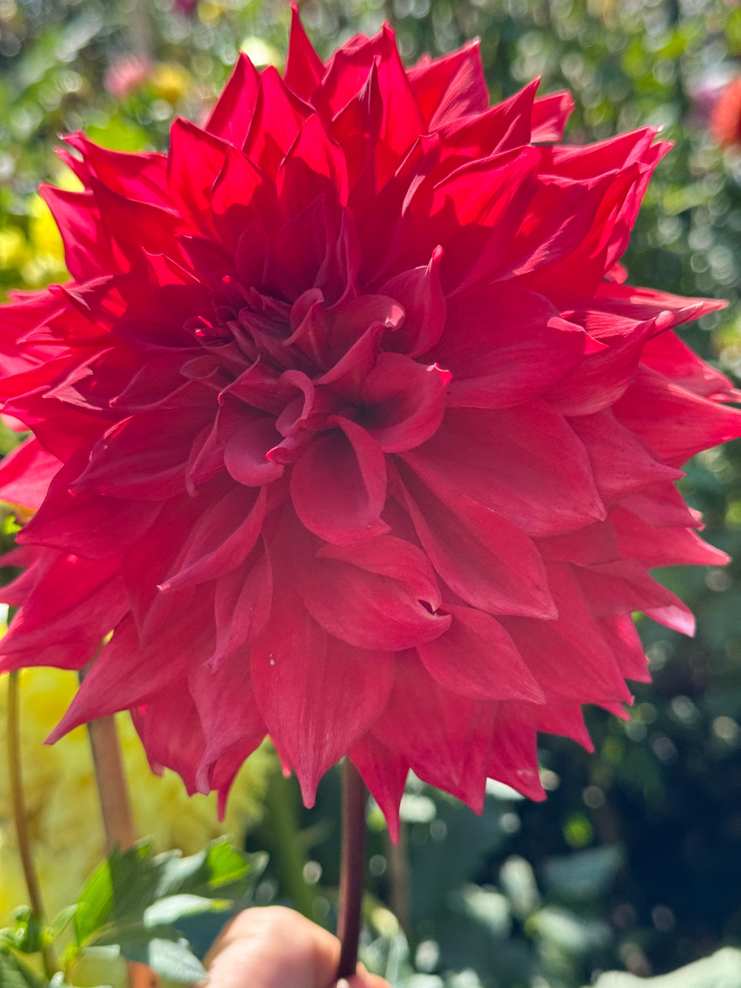Kenora Wildfire Dahlia