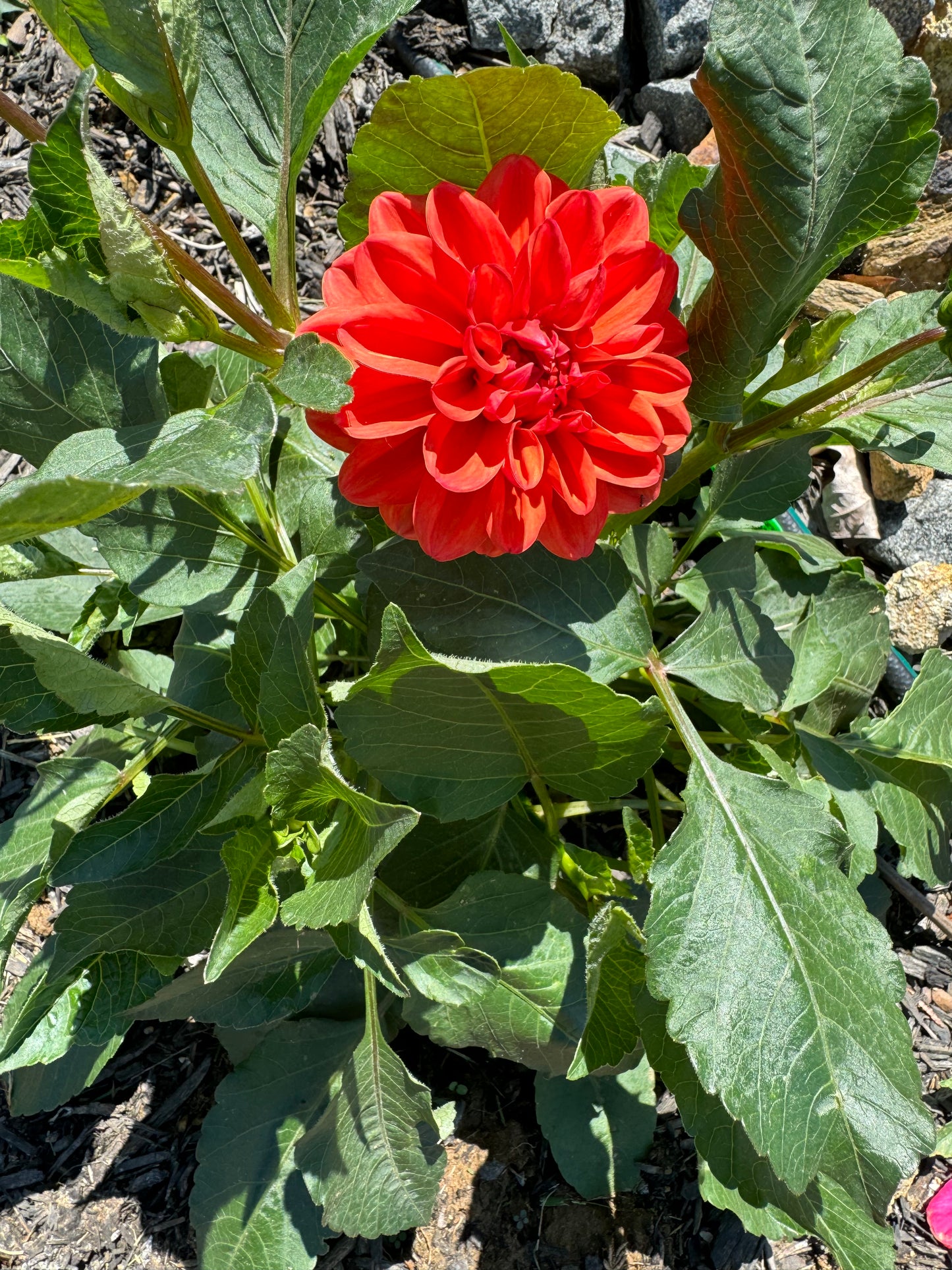 Orange Delight Dahlia