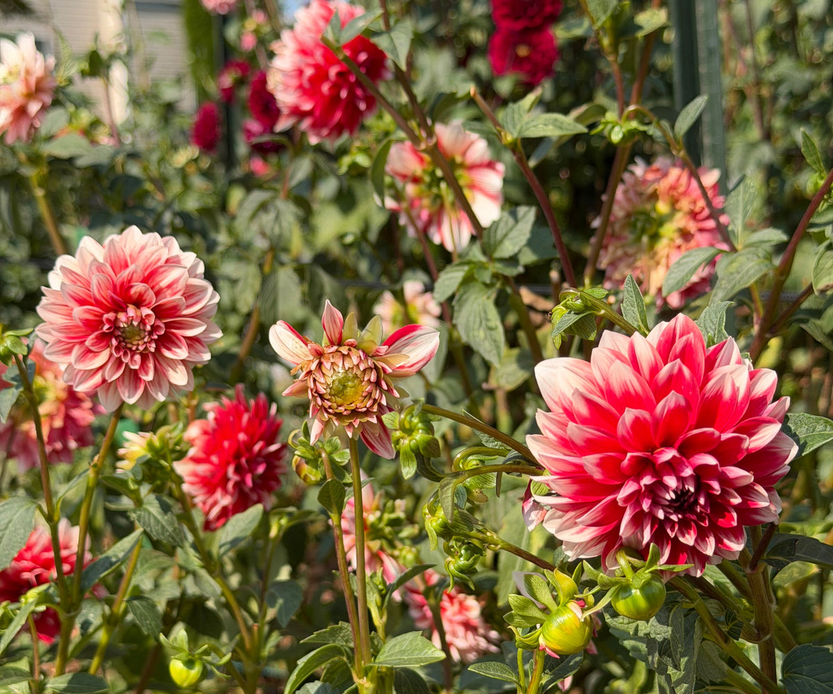 Bloomquist Enriching Dahlia