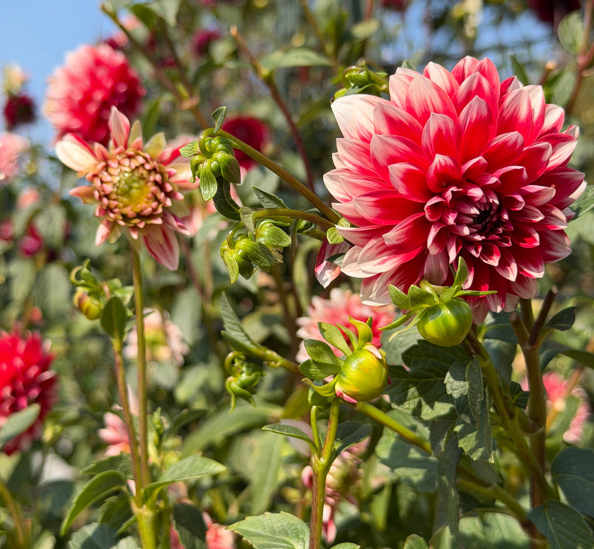 Bloomquist Enriching Dahlia